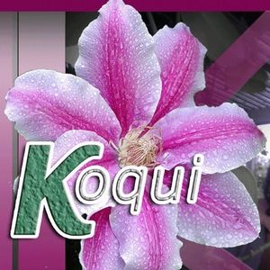 Meet your Posher, Koqui